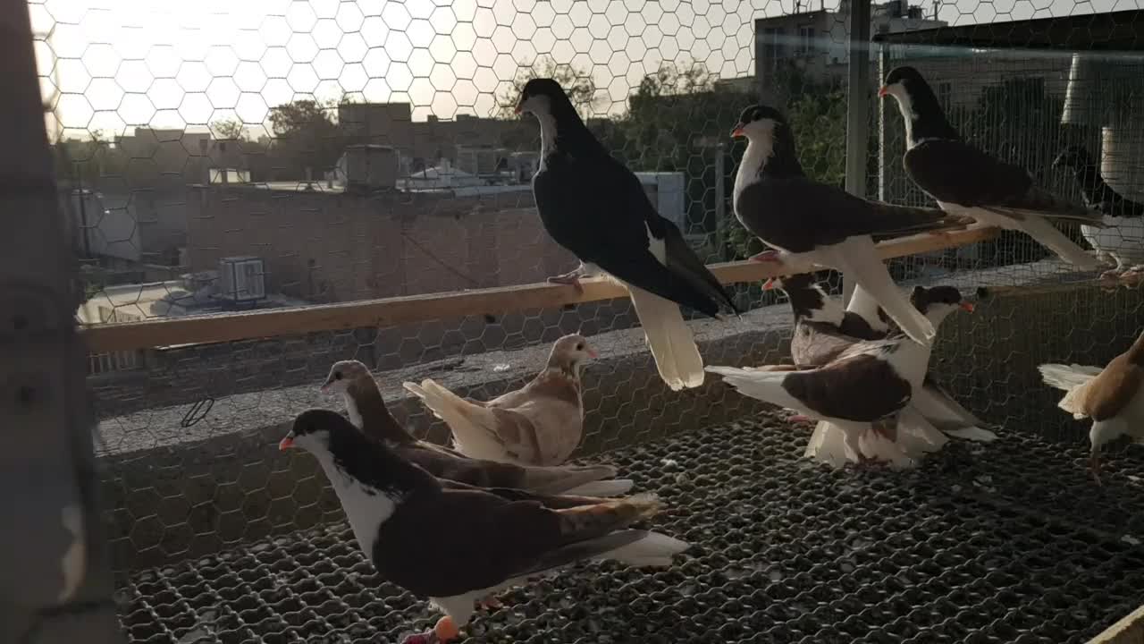 کبوتر خوشرنگ از جوجه تازه دانخور تا مولد|پرنده|لنجان, |دیوار
