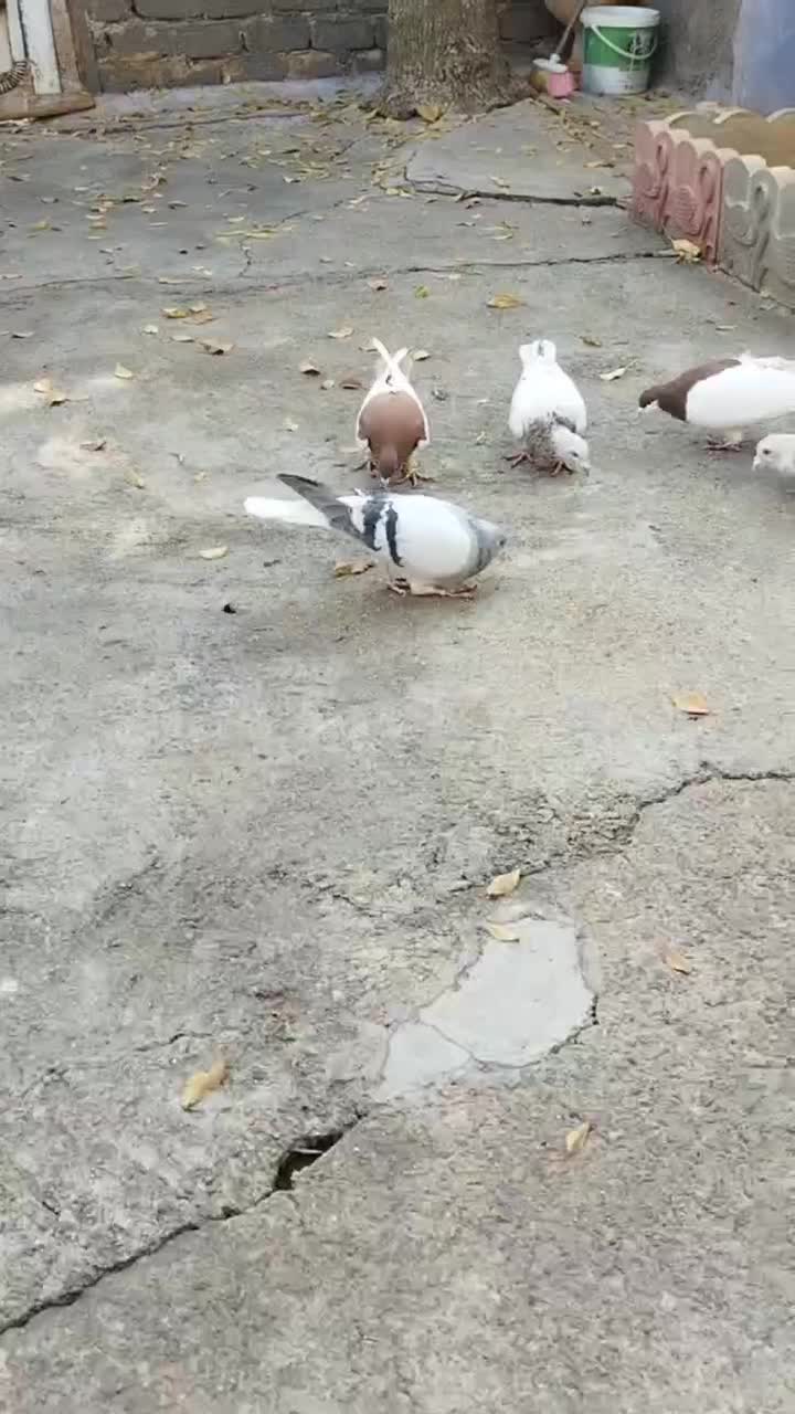 کبوتر|پرنده|ابهر, |دیوار