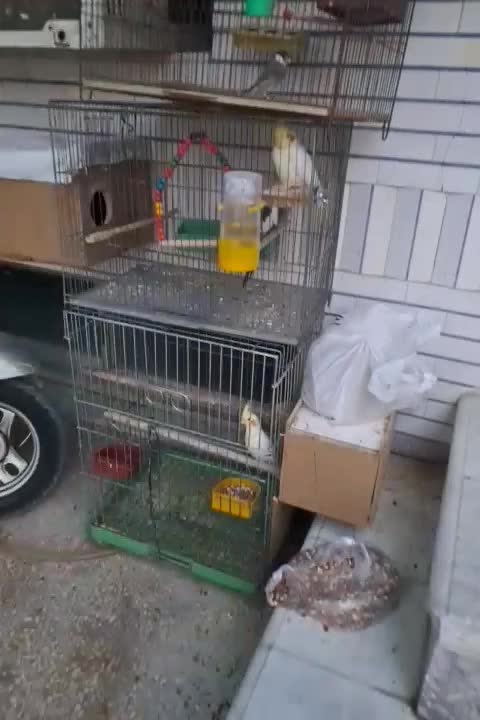 طوطی عروس|پرنده|بهبهان, |دیوار