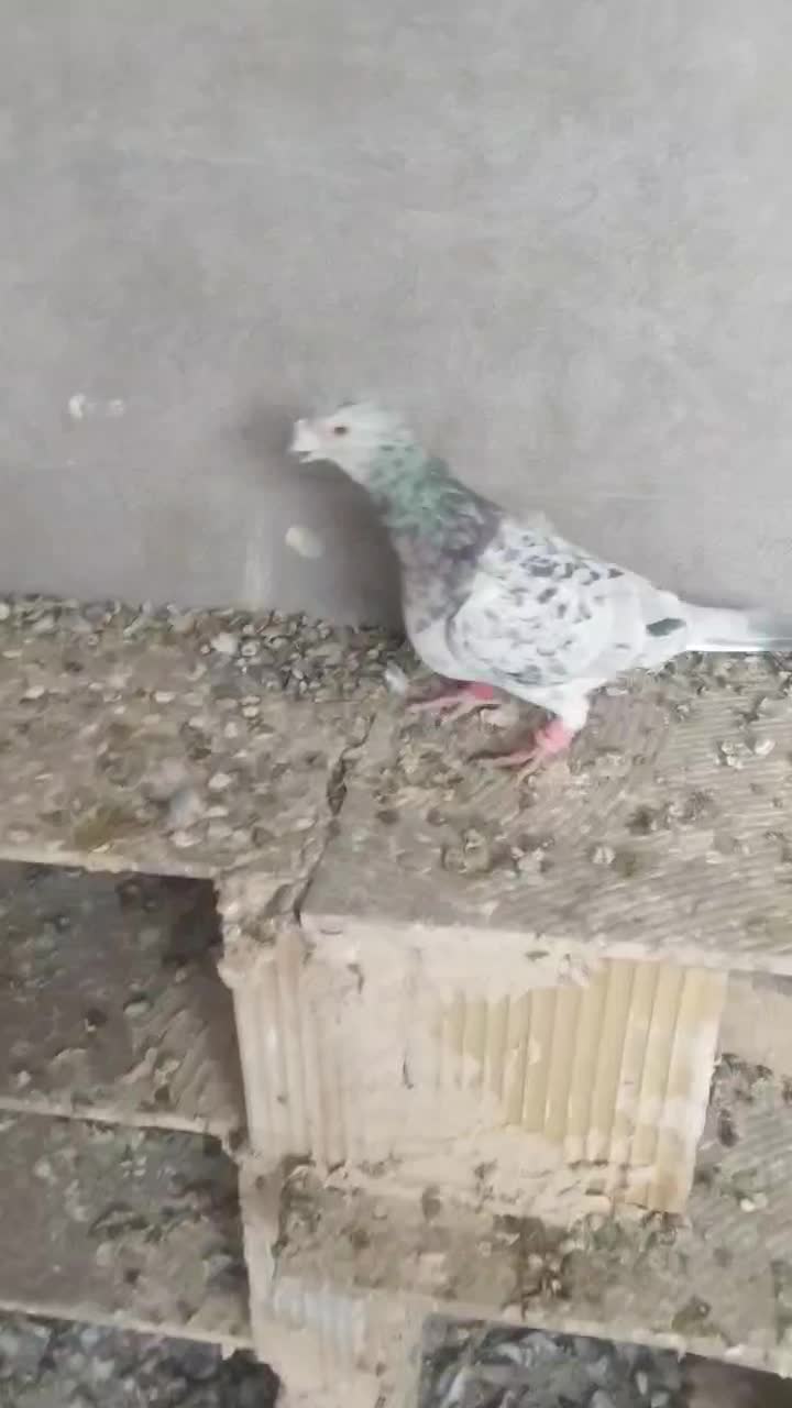 دوتا کفتر یک فروشی|پرنده|خلیل آباد, |دیوار