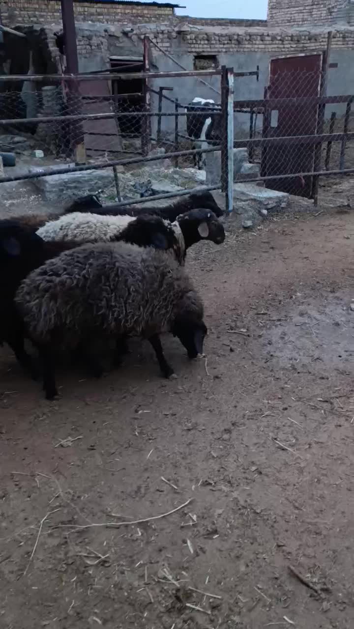 بره نر چاق|حیوانات مزرعه|بوئین زهرا, |دیوار