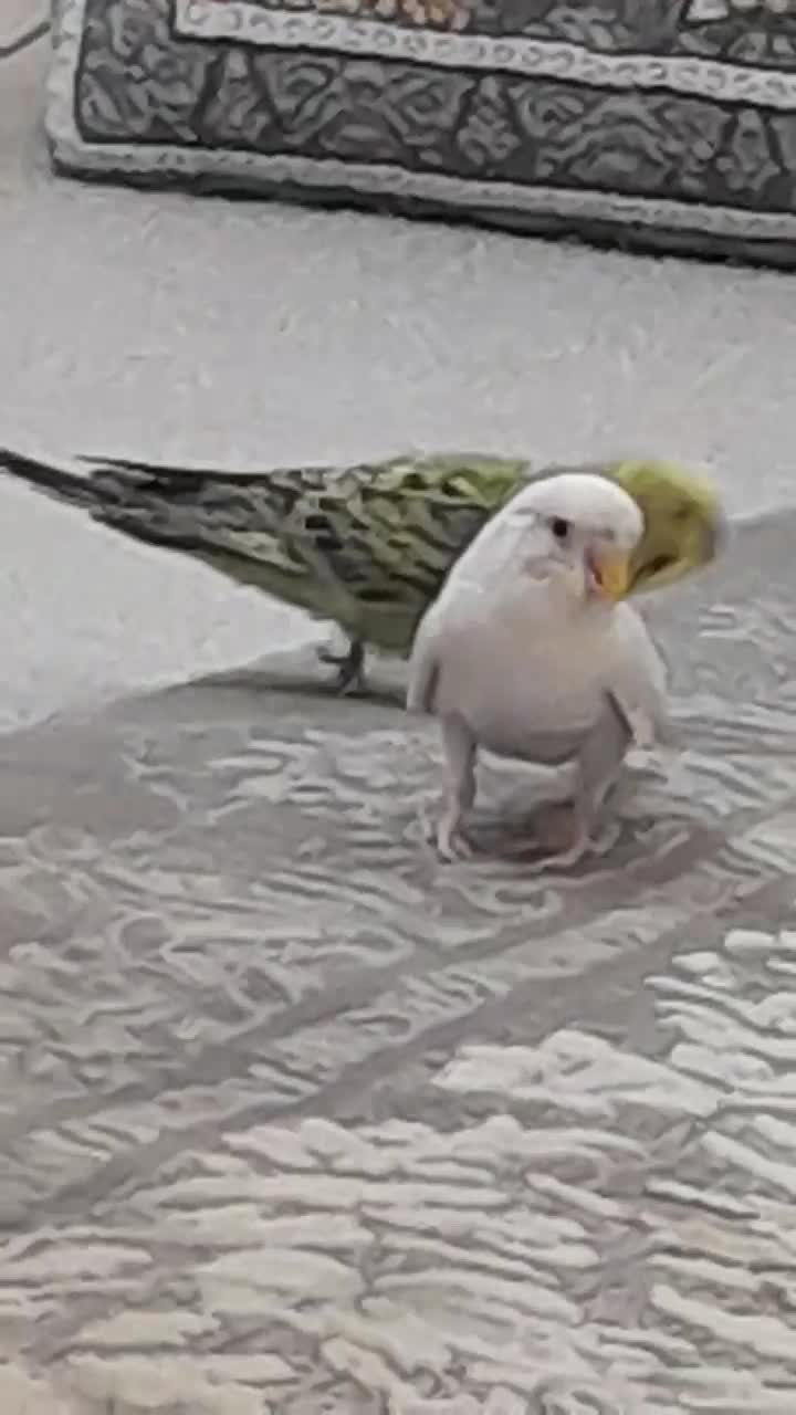 پرنده|پرنده|مریوان, |دیوار