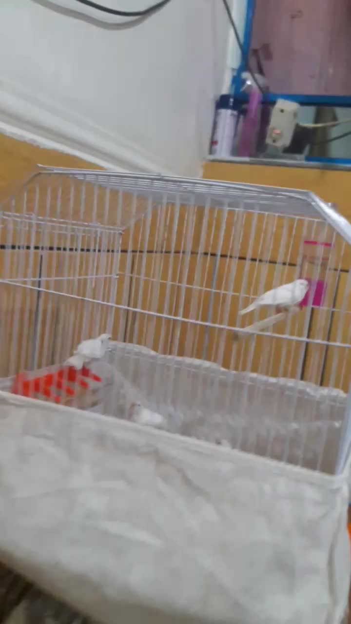 دوجفت فنچ باقفس|پرنده|ایذه, |دیوار