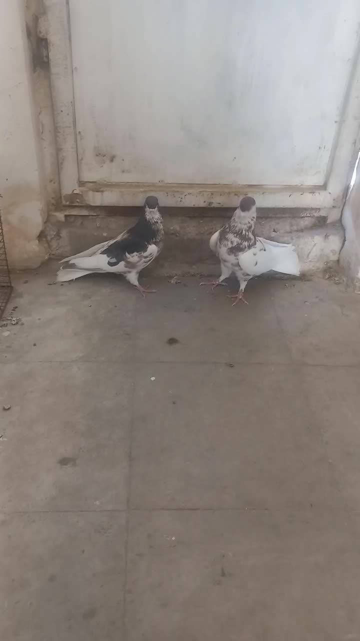 جفت یال سرخ گلدار وسرخ دم سفید نر|پرنده|شیراز, فاضل|دیوار