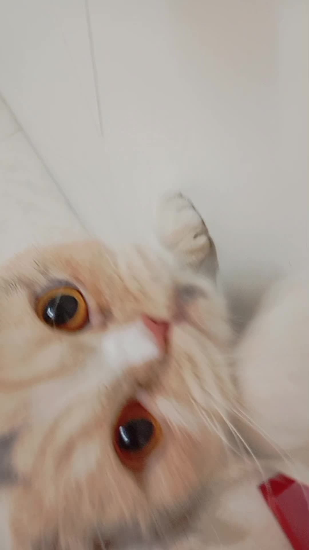 گربه پرشین اگزاتیک|گربه|مشهد, الهیه|دیوار