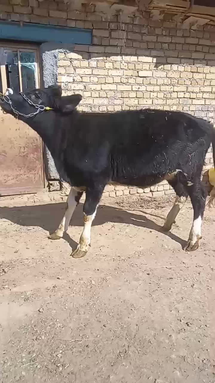 دوراس تلیسه|حیوانات مزرعه|ازنا, |دیوار