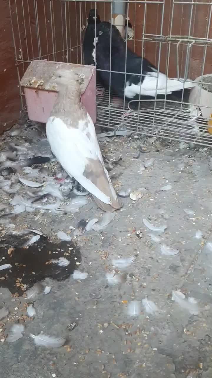 کبوتر ماده سینه ای|پرنده|اهواز, ۳۰ متری|دیوار
