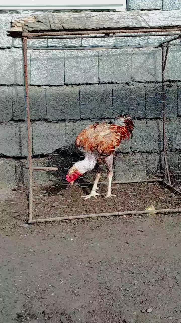 خروس|حیوانات مزرعه|حویق, |دیوار