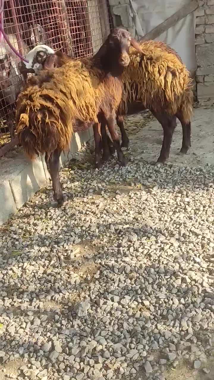 3راس ماده افشار|حیوانات مزرعه|آق قلا, |دیوار