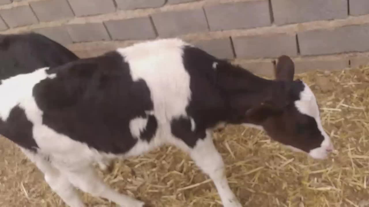 گوساله نر|حیوانات مزرعه|تربت جام, میان جام|دیوار