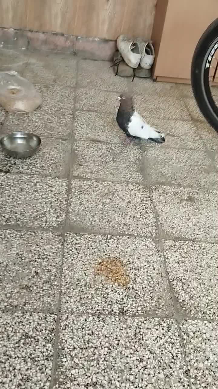 کفتر سینه نر|پرنده|ملکآباد, |دیوار