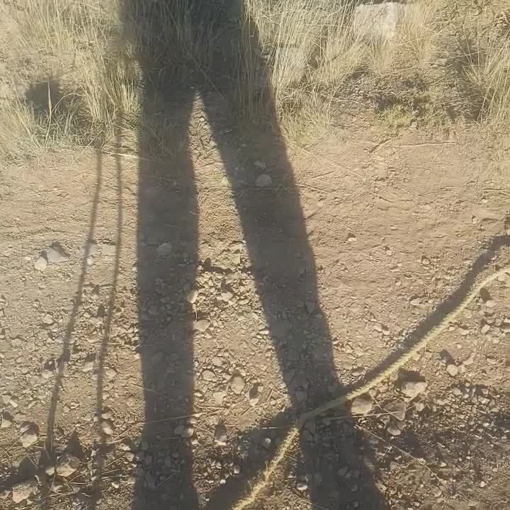 اسب ترکمن قدم ۳ ساله|اسب و تجهیزات اسب‌سواری|اسفراین, |دیوار