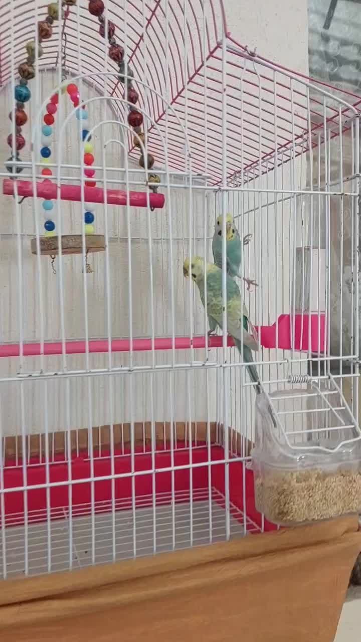 مرغ عشق جفت|پرنده|رشت, گلسار|دیوار