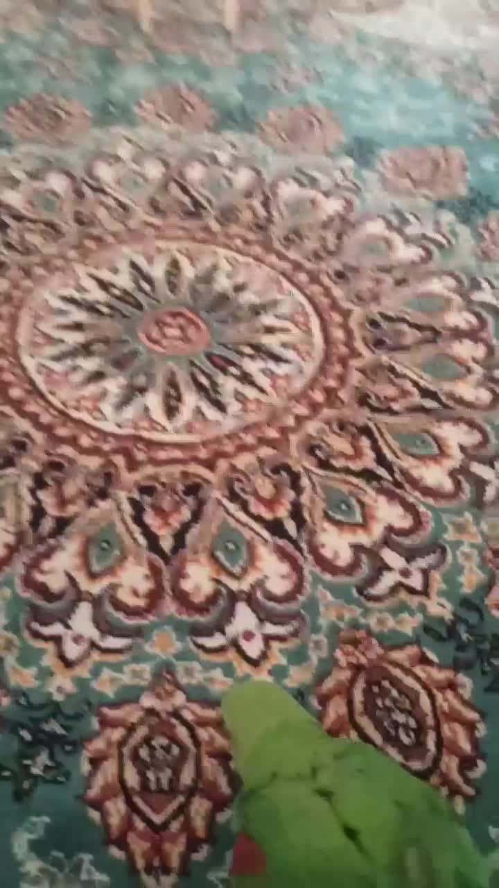 شاه طوطی ۶ ماهه دستی نر فول دستی رام|پرنده|تهران, شهرک زینبیه|دیوار