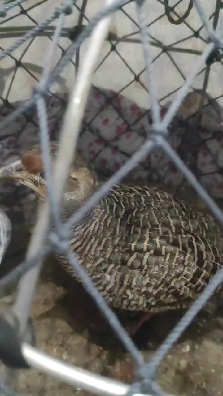 بلدرچین محلی معاوضه با نوک قنار و تیدی کبوتر|حیوانات مزرعه|بندرعباس, |دیوار