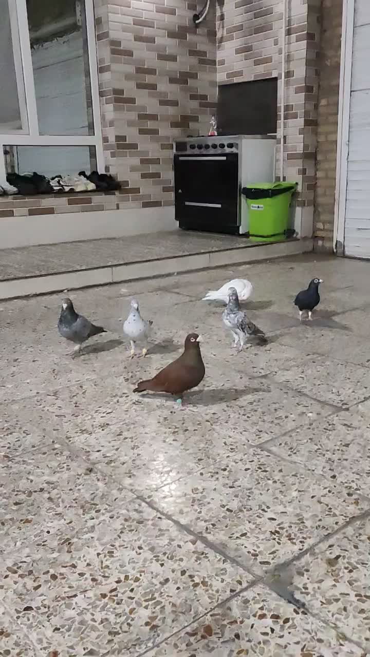 پرنده|پرنده|شوشتر, |دیوار