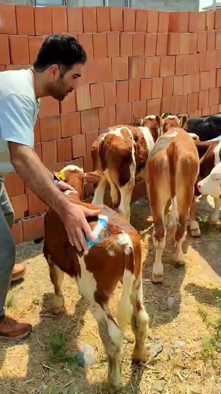 گاو وگوساله|حیوانات مزرعه|اردکان, |دیوار