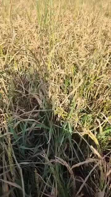 شهرستان کرخه دهستان اهووشت|عمده‌فروشی|کرخه, |دیوار