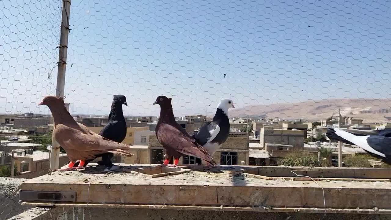 کفتر 15عدد|پرنده|شیراز, قلعه نو|دیوار
