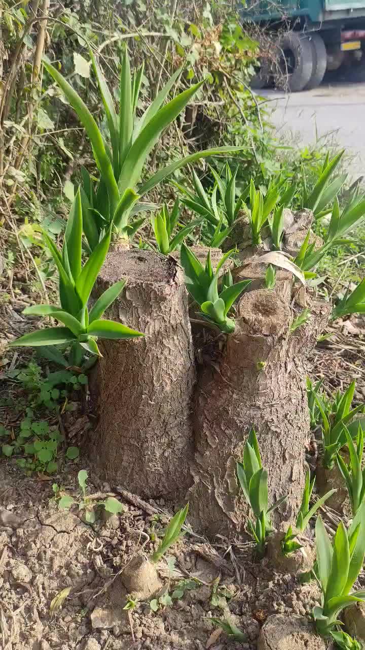 فروش فوری گل یوکا آماده|گل و گیاه طبیعی|بابل, |دیوار