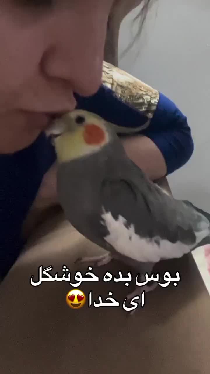 عروس هلندی سیناموت سخنگو|پرنده|نسیمشهر, |دیوار