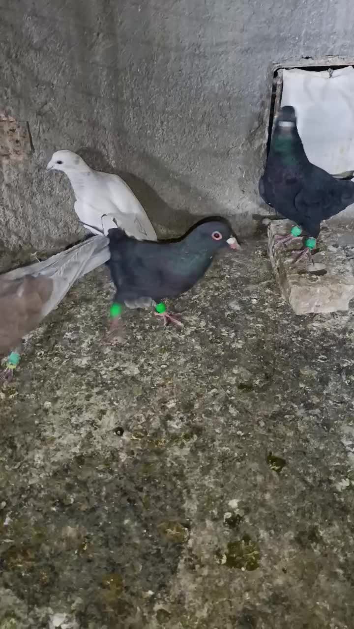 ۵ تا نر هوایی|پرنده|تربتحیدریه, طالقانی|دیوار