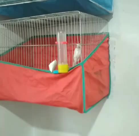 قناری ماده کشیده|پرنده|ملایر, |دیوار