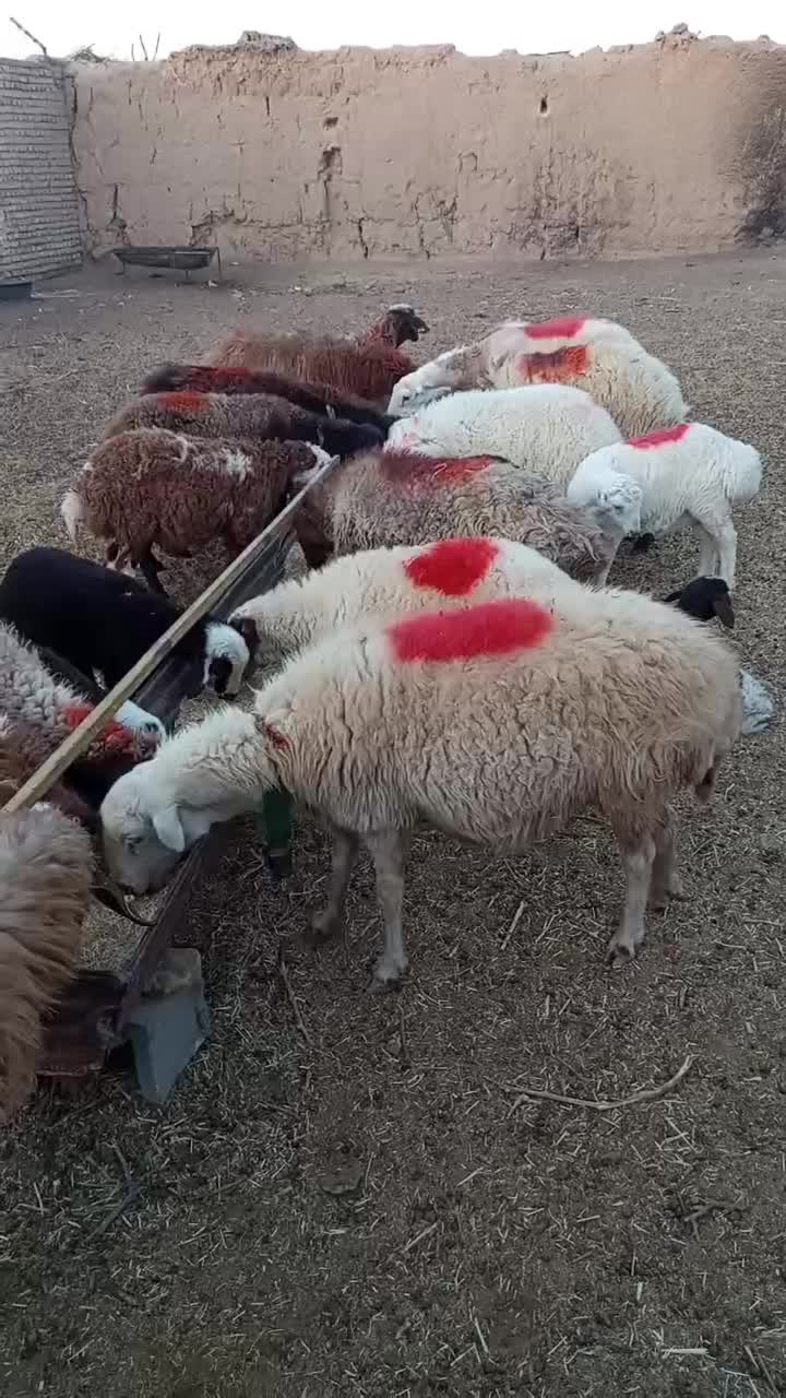 میش زاییده  داشتی درجه یک|حیوانات مزرعه|کاشمر, |دیوار