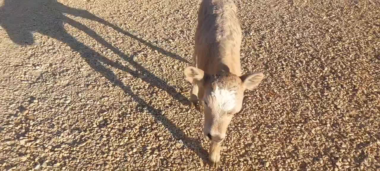 گوساله شاروله|حیوانات مزرعه|سرپل ذهاب, |دیوار