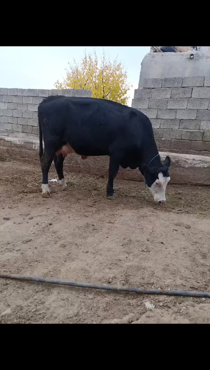 گاو سیمینتال با گوساله سیمینتال|حیوانات مزرعه|ماهنشان, |دیوار