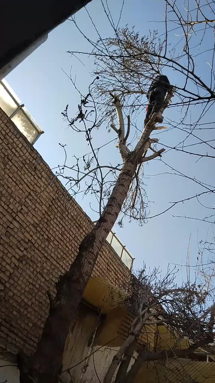 خرید چوب درخت  داخل‌خونه‌ها منازل‌قط‌با اره برقی.|خدمات باغبانی و درختکاری|مشهد, طلاب|دیوار