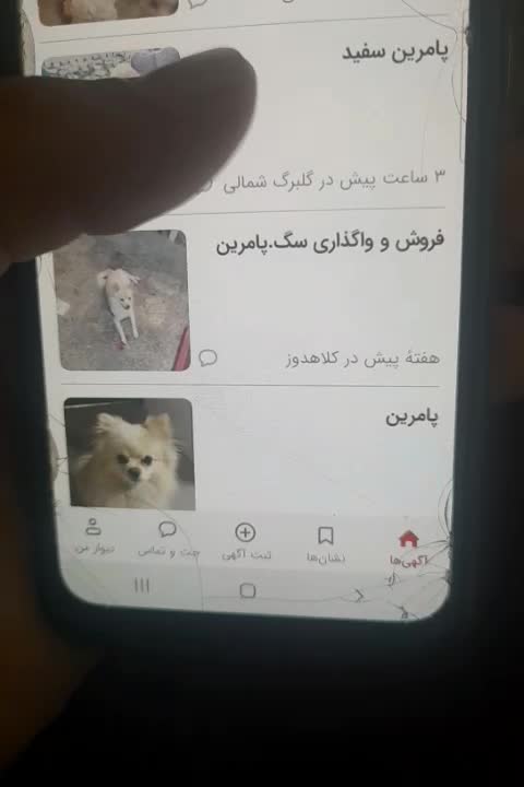 پامر سفید|سگ|مشهد, گلبرگ شمالی|دیوار