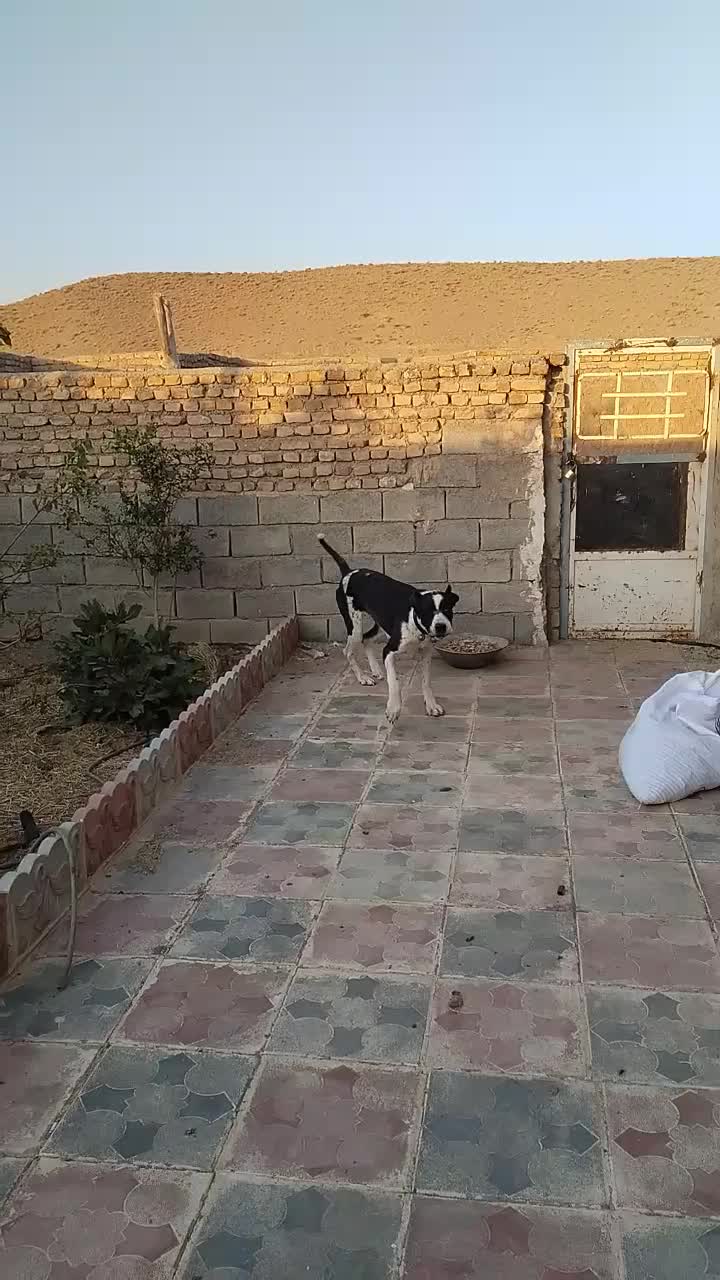 دله یک ساله و گلگی|سگ|تربت‌حیدریه, شهرک ولیعصر|دیوار