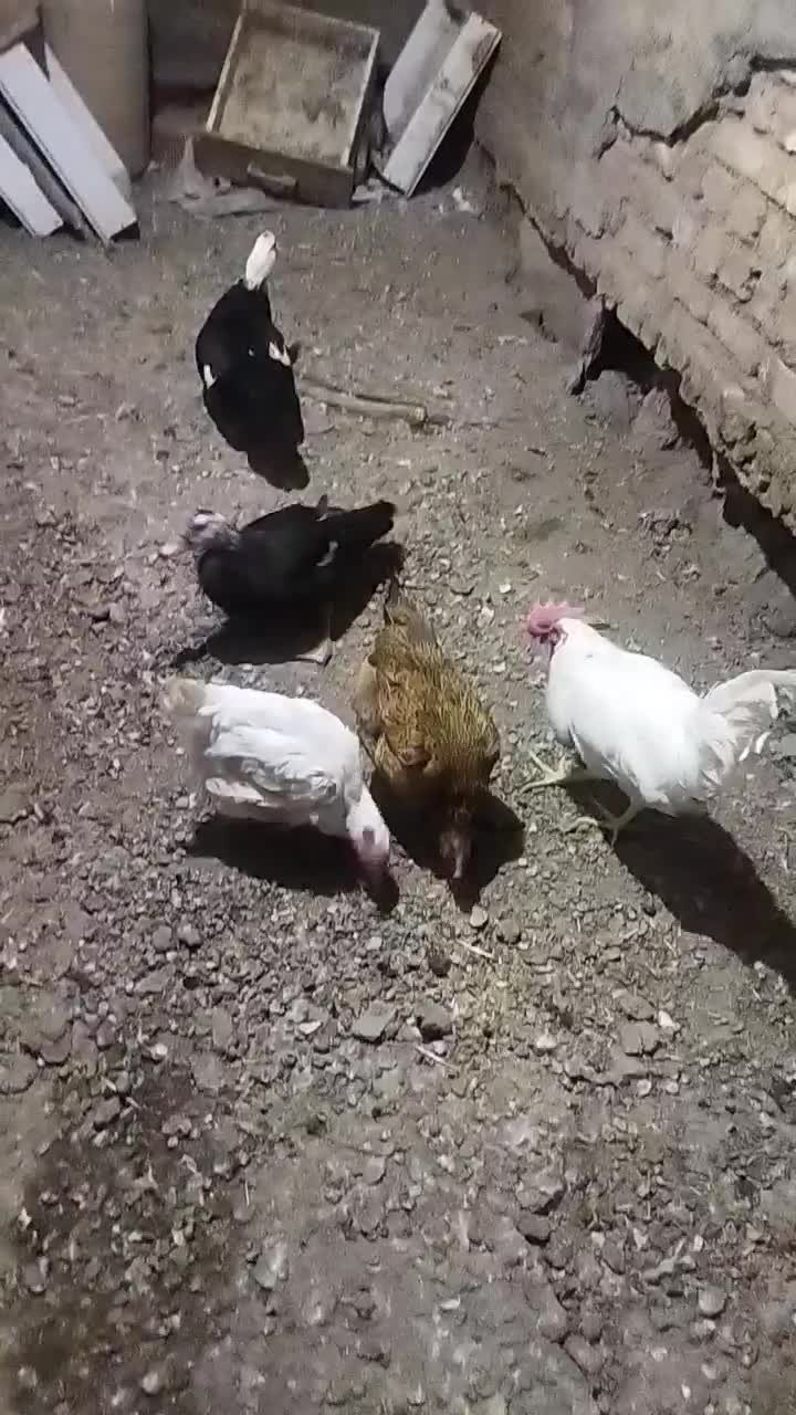 اردک اسرائیلی و مرغ محلی ومرغ سفید|حیوانات مزرعه|آبیک, |دیوار