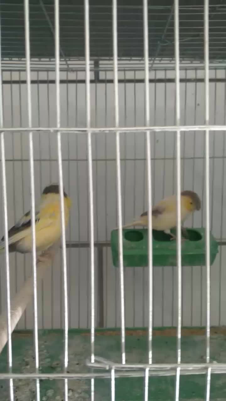 قناری گلستر|پرنده|اصفهان, فرح آباد|دیوار