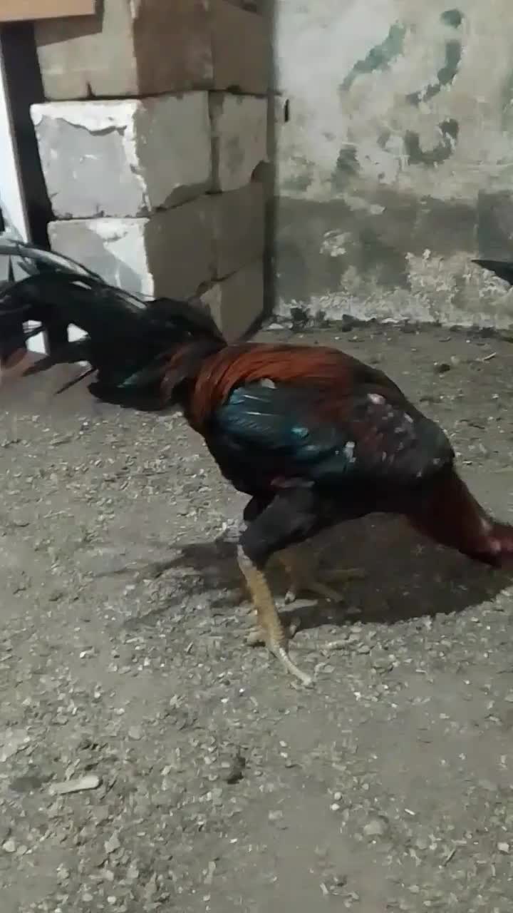 لاری ۱۱ماهه خ ر و س|حیوانات مزرعه|چهاربرج, |دیوار