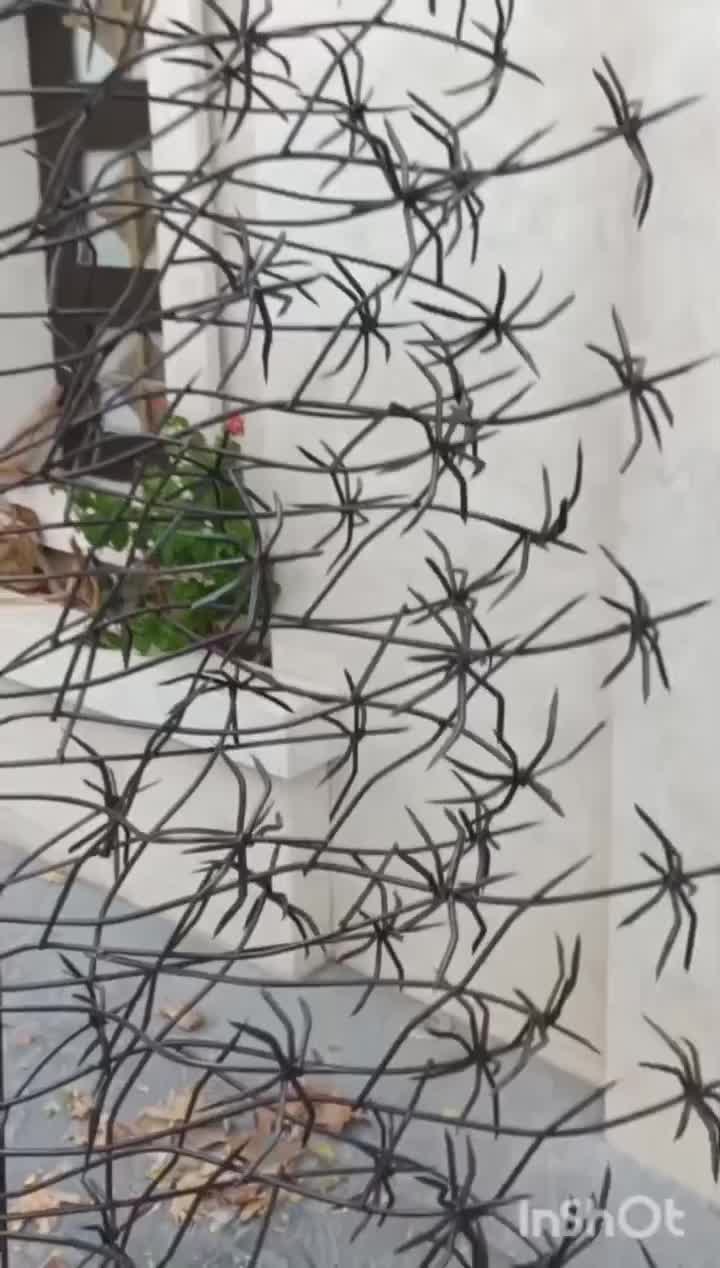 حفاظ روی دیوار شاخگوزنی.بوته خاری نرده پنجره در|خدمات پیشه و مهارت|مشهد, امیریه|دیوار