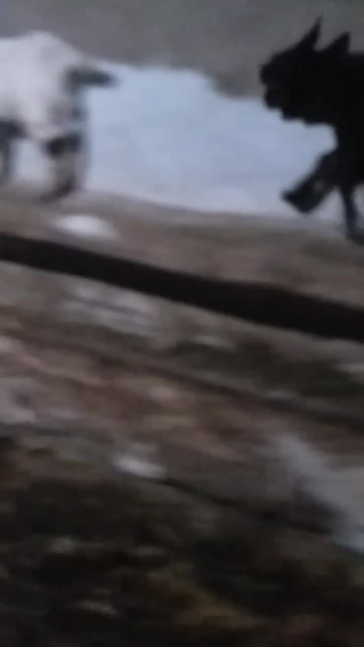 بز جوان و بزغاله|حیوانات مزرعه|گرمی, |دیوار