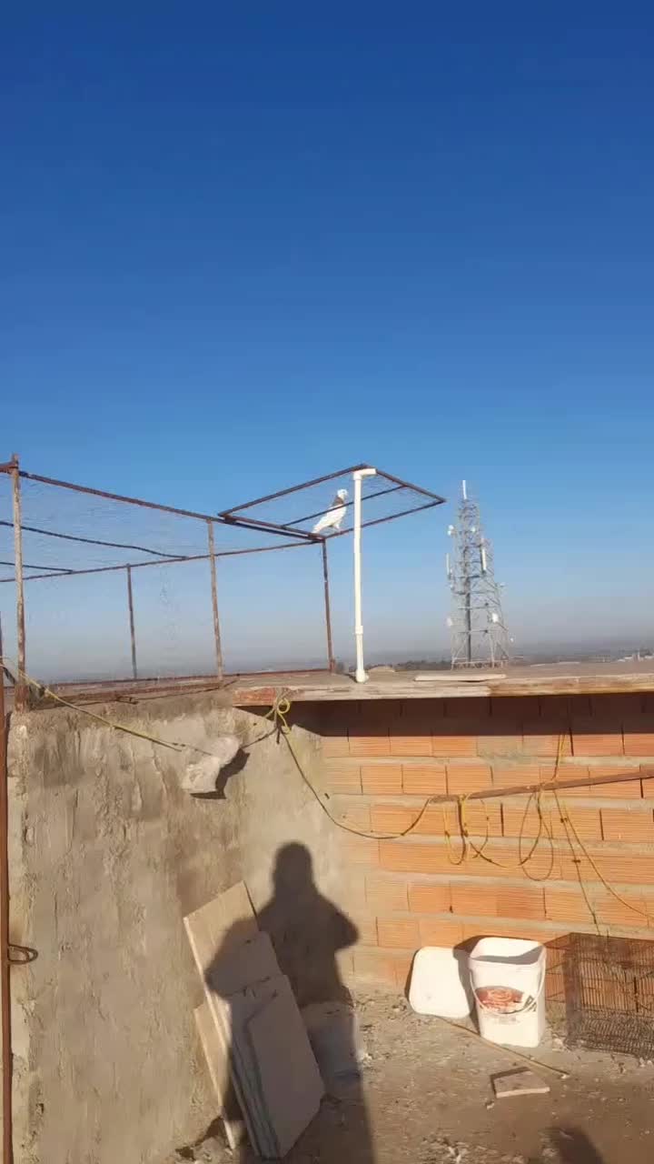 کفتر خوب|پرنده|نگین شهر, |دیوار