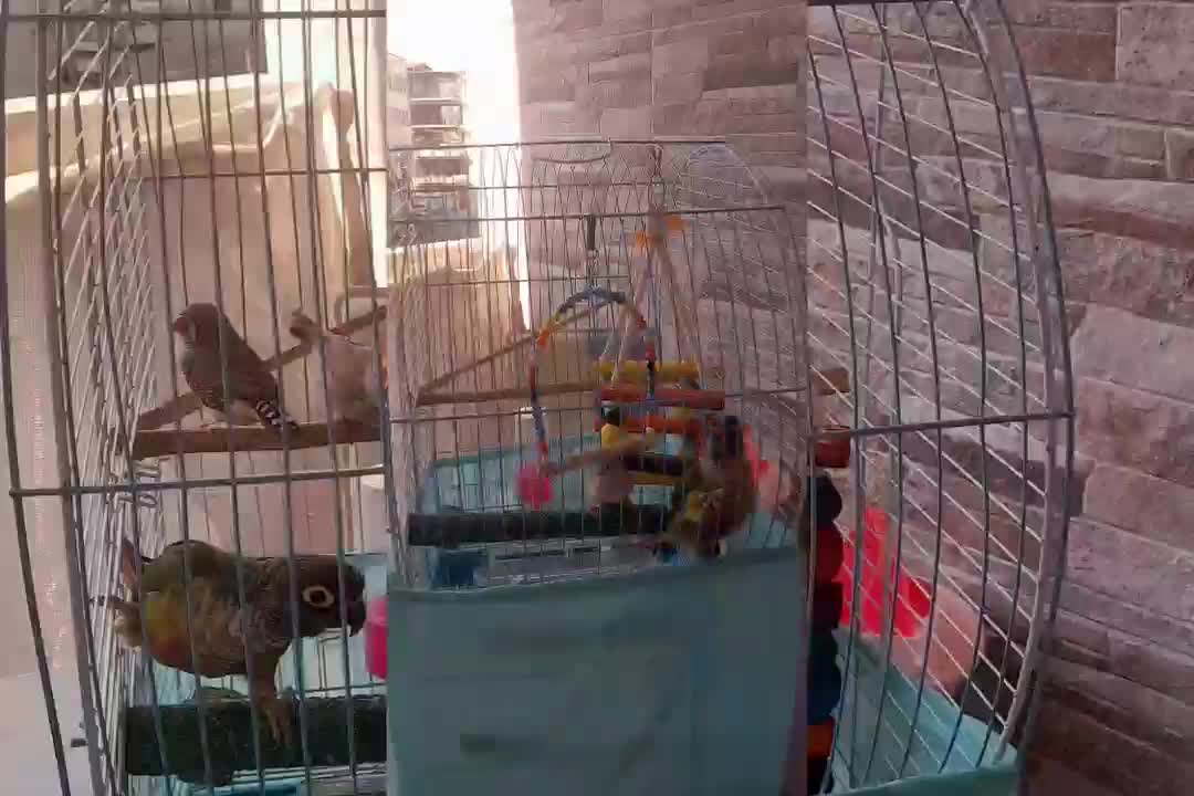 طوطی و۲عددفنچ|پرنده|سمنان, |دیوار