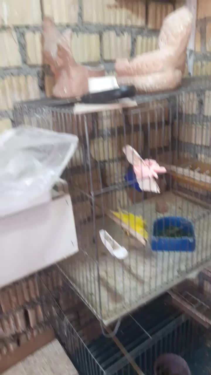 جفت کوتوله مولد|پرنده|داراب, |دیوار