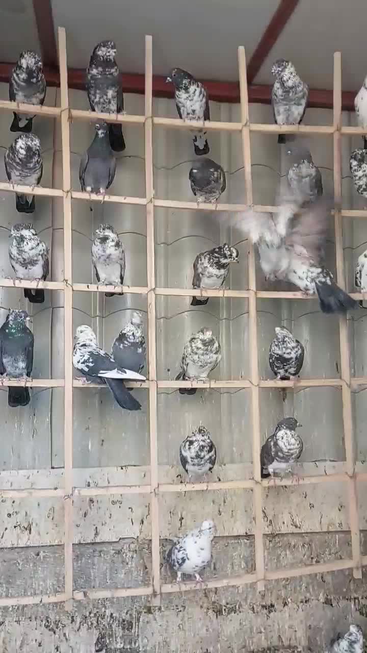 قاره های نامبروان|پرنده|آران و بیدگل, |دیوار