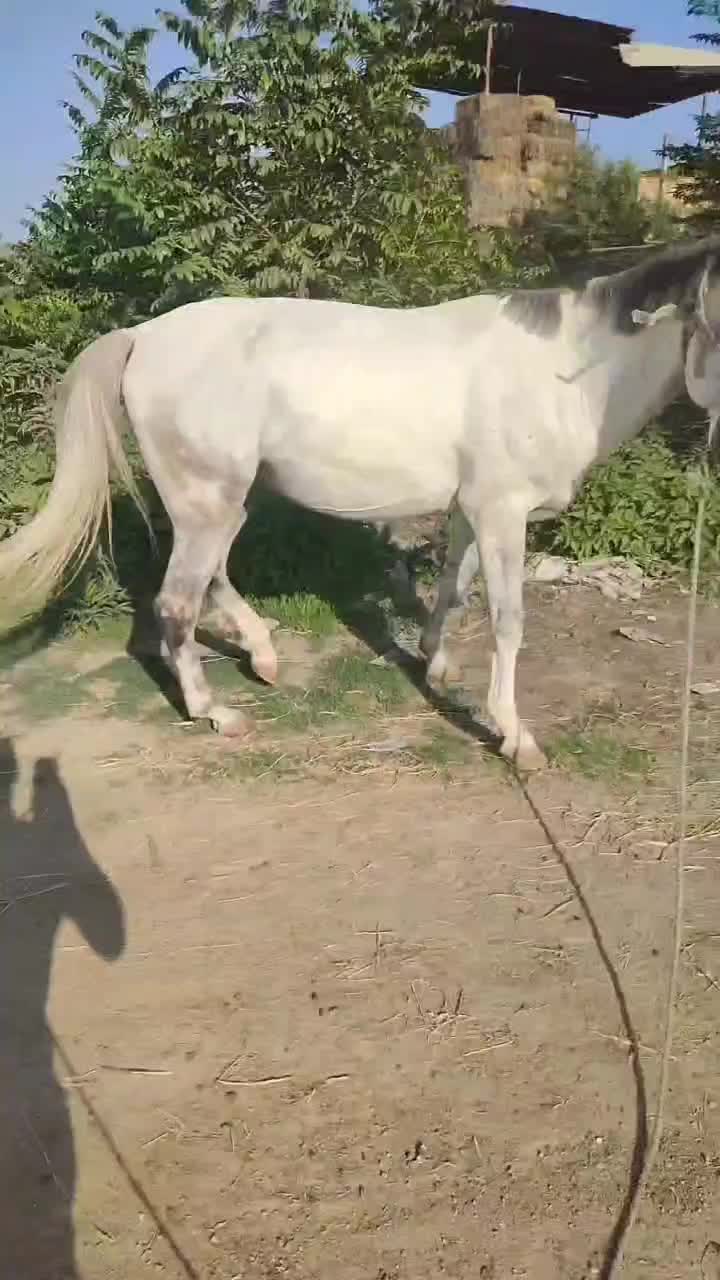 اسب|اسب و تجهیزات اسبسواری|گرگان, |دیوار