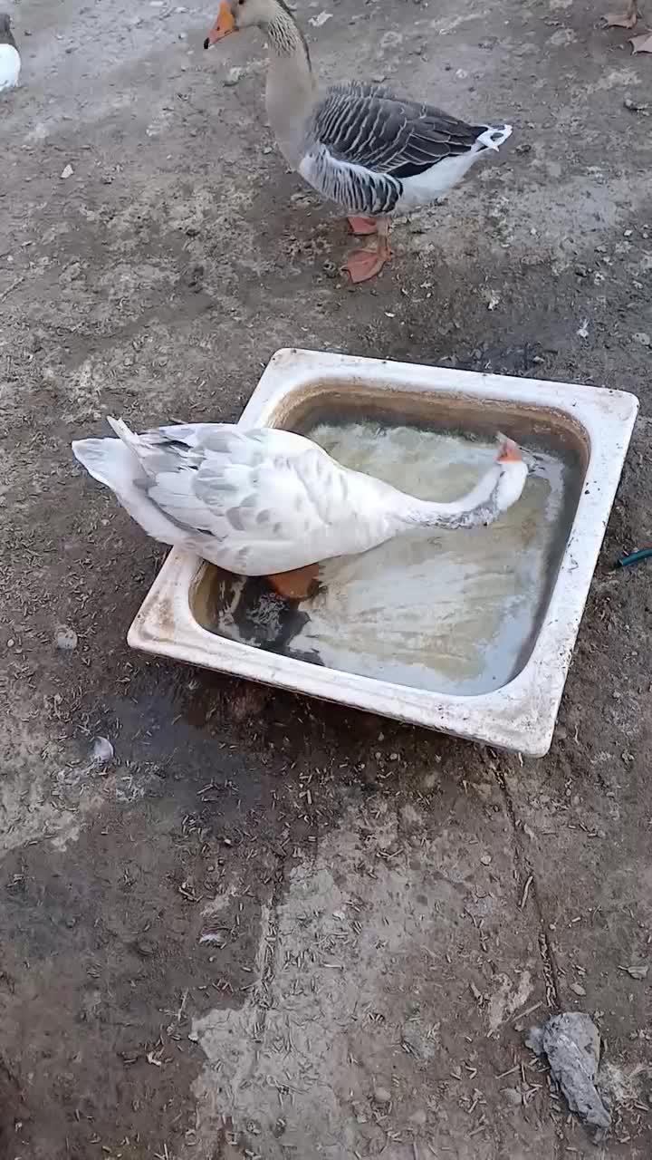 قوغاز|پرنده|مرند, |دیوار