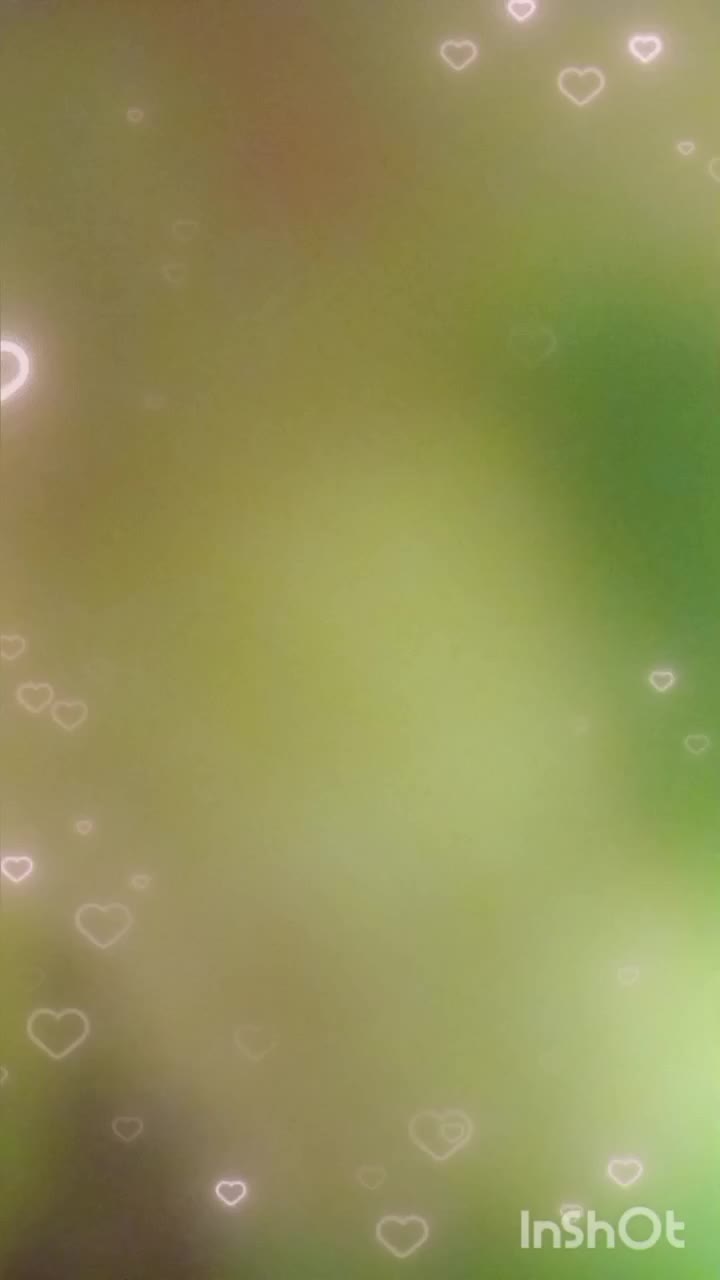 کش سرخرگوشی|زیورآلات و اکسسوری|قم, نخودی|دیوار