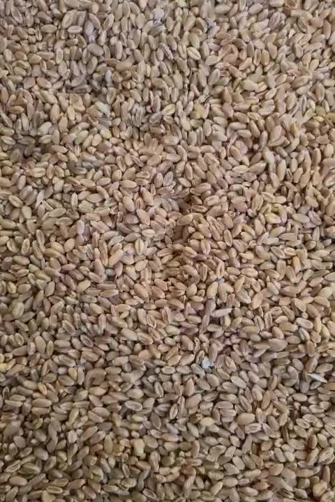 گندم بذر پیشگام خالص و بوجاری شده بدون آشغال و ...|عمده‌فروشی|اصفهان, براآن شمالی|دیوار