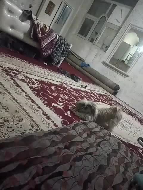 پاپی سگ|سگ|مشهد, محمدآباد|دیوار