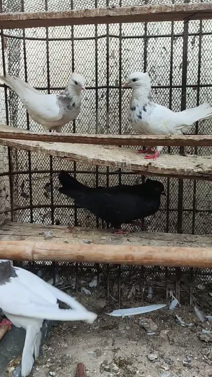 طوقی.شیخ.سیاه بوشهری|پرنده|بندر گناوه, |دیوار