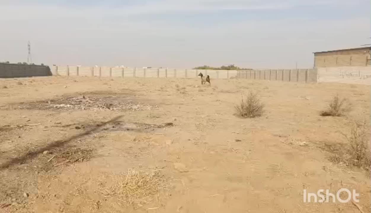 اسب|اسب و تجهیزات اسب‌سواری|نجف‌آباد, حومه نجف آباد|دیوار