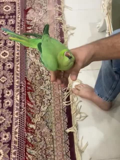 طوطی ملنگو|پرنده|اهواز, کوی نیرو|دیوار